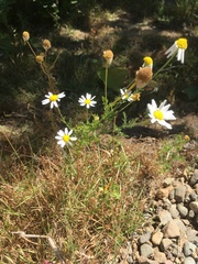 Anthemis cotula