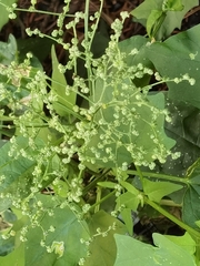 Chenopodiastrum hybridum