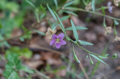 Lycium barbarum