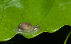 Succineidae