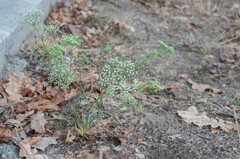 Falcaria vulgaris
