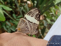Colobura dirce