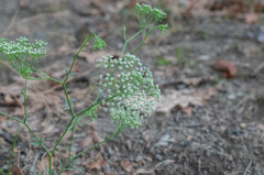 Falcaria vulgaris
