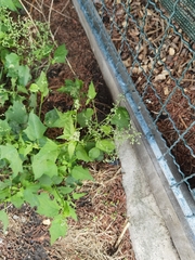 Chenopodiastrum hybridum