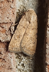 Caradrina clavipalpis