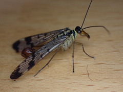 Mecoptera