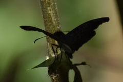 Pyrginae