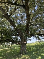 Quercus macrocarpa
