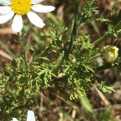 Anthemis cotula