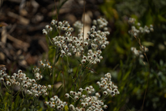 Anaphalis margaritacea
