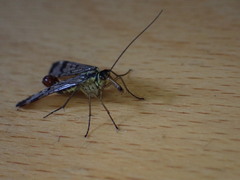 Mecoptera