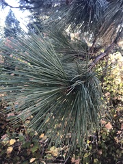 Pinus ponderosa