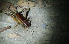 Teleogryllus mitratus
