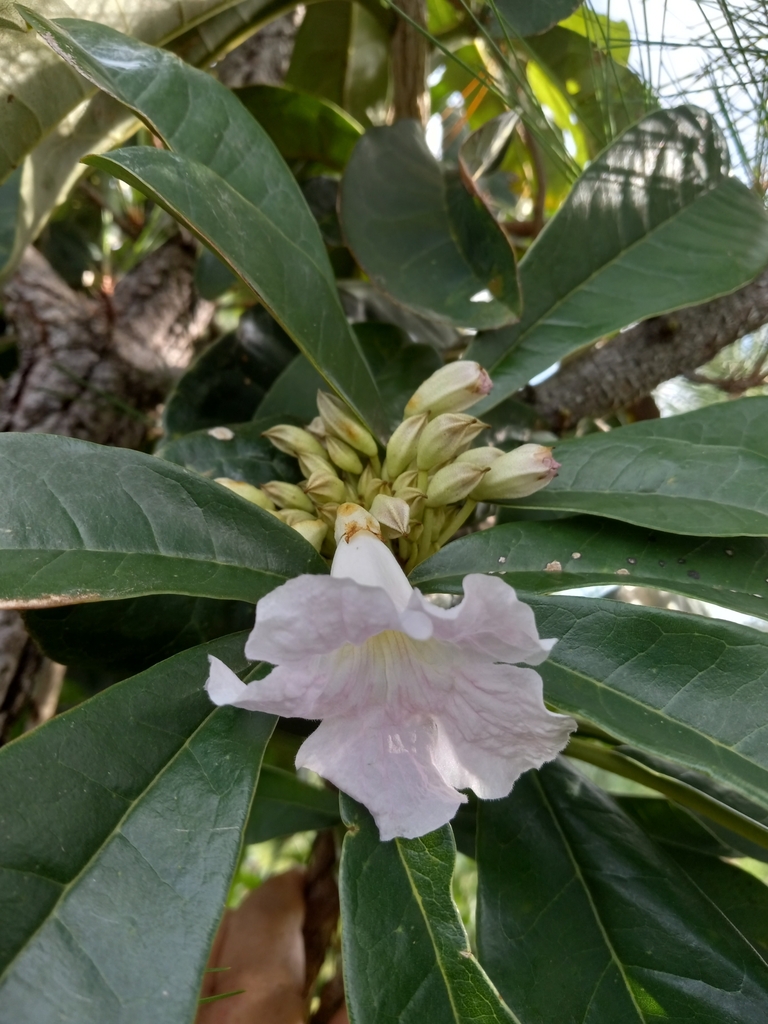 Tabebuia paniculata