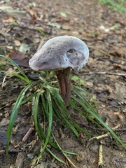 Tylopilus alboater