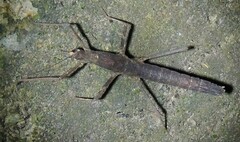 Neohirasea hongkongensis