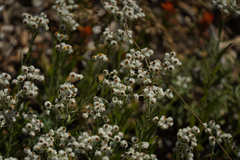 Anaphalis margaritacea