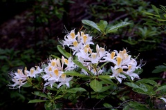 Rhododendron occidentale