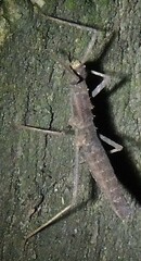 Neohirasea hongkongensis
