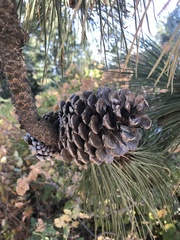 Pinus ponderosa