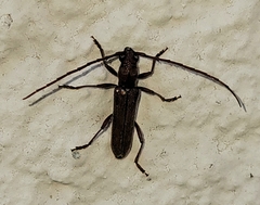 Aneflomorpha