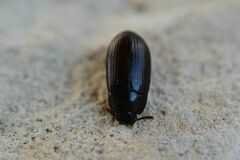 Alphitobius diaperinus