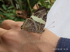 Colobura dirce