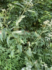 Eupatorium