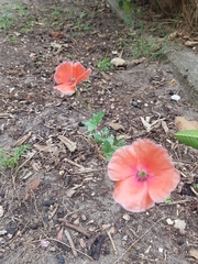 Papaver dubium
