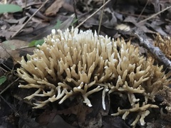 Sebacina schweinitzii