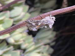 Autographa