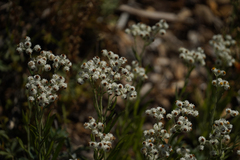 Anaphalis margaritacea