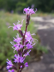 Liatris microcephala