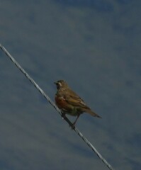 Turdus iliacus coburni