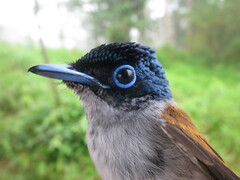 Terpsiphone atrochalybeia