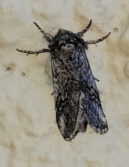 Astiptodonta aonides