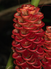 Zingiber spectabile
