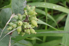 Symphoricarpos occidentalis