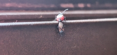 Oxycarenus lavaterae