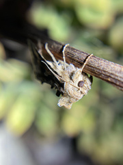 Autographa