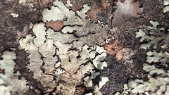 Xanthoparmelia conspersa