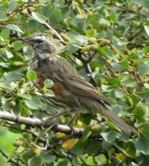 Turdus iliacus coburni