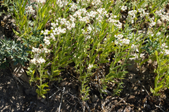 Anaphalis margaritacea