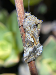 Autographa