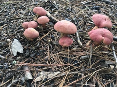 Baorangia bicolor