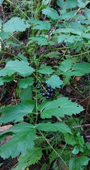 Actaea spicata