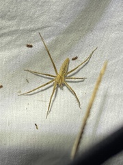 Pisaurina dubia