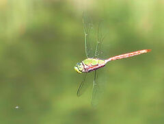 Anax longipes