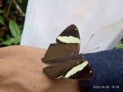 Colobura dirce