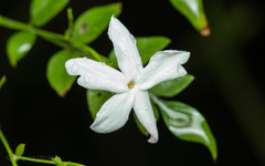 Tabernaemontana divaricata